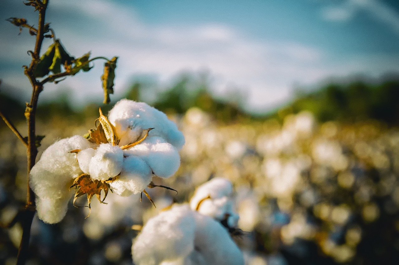 綿の花と綿のわた