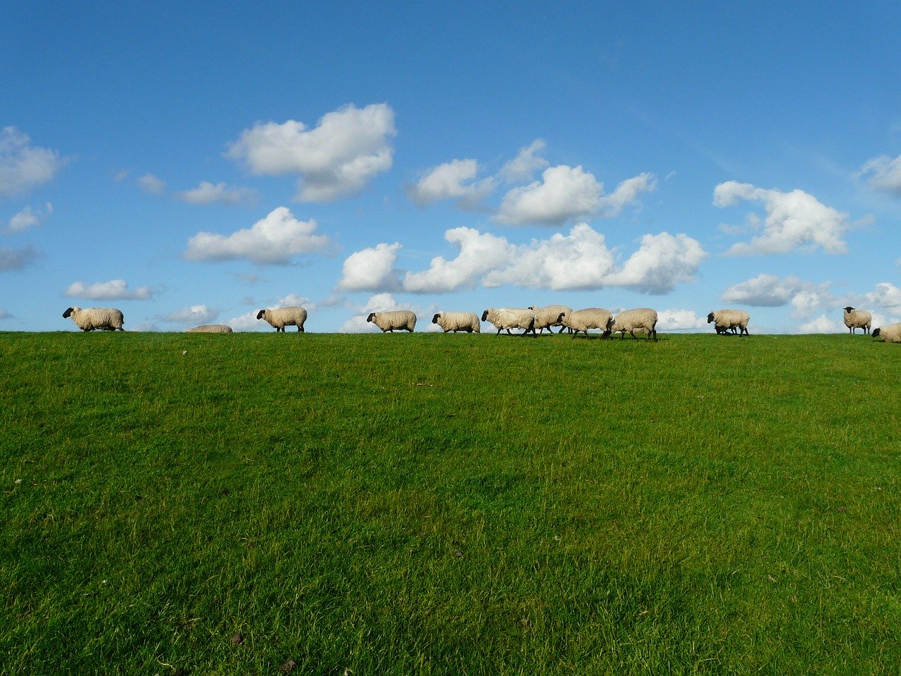 草原にいる羊の群れ